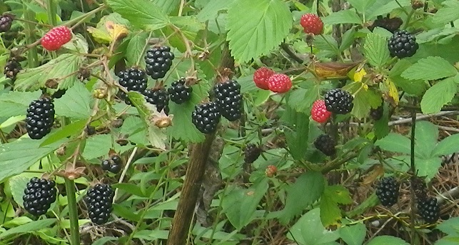 Blackberries