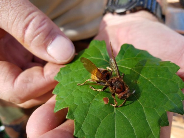 Eurpoean Hornet - Vespa Crabro