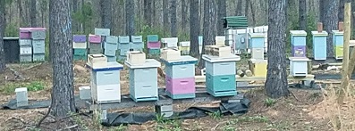 Bee yard