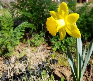 Daffodil
