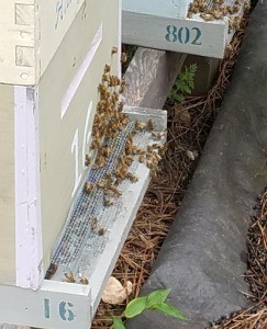 Bees - May 2018