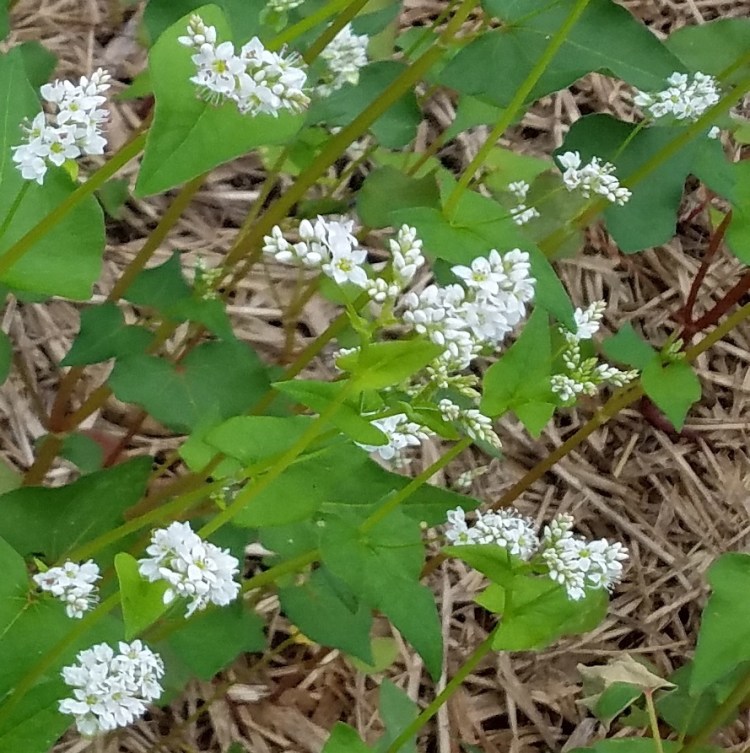 Buckwheat