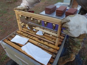 First attempt at grafting queens