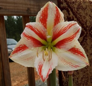 Amaryllis