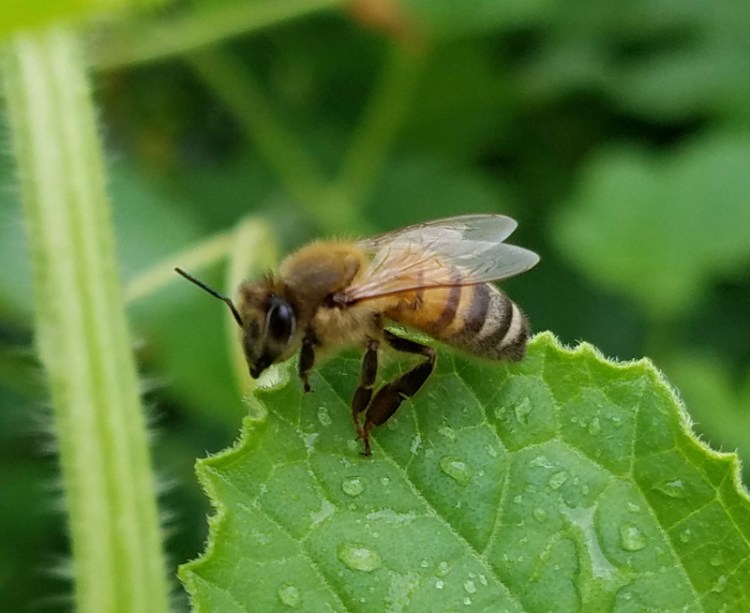 20190609 Bee Drinking