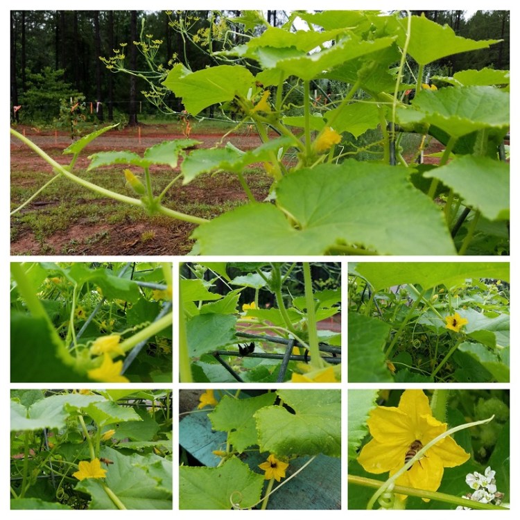 20190609 Bees on Cukes