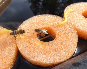 Bee Life Rafts - small