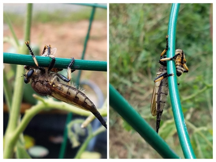 20190908 Assassin Fly