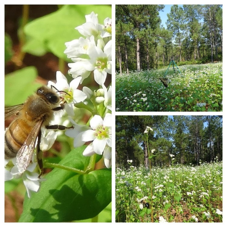 20190908 Bee on Buckwheat-COLLAGE